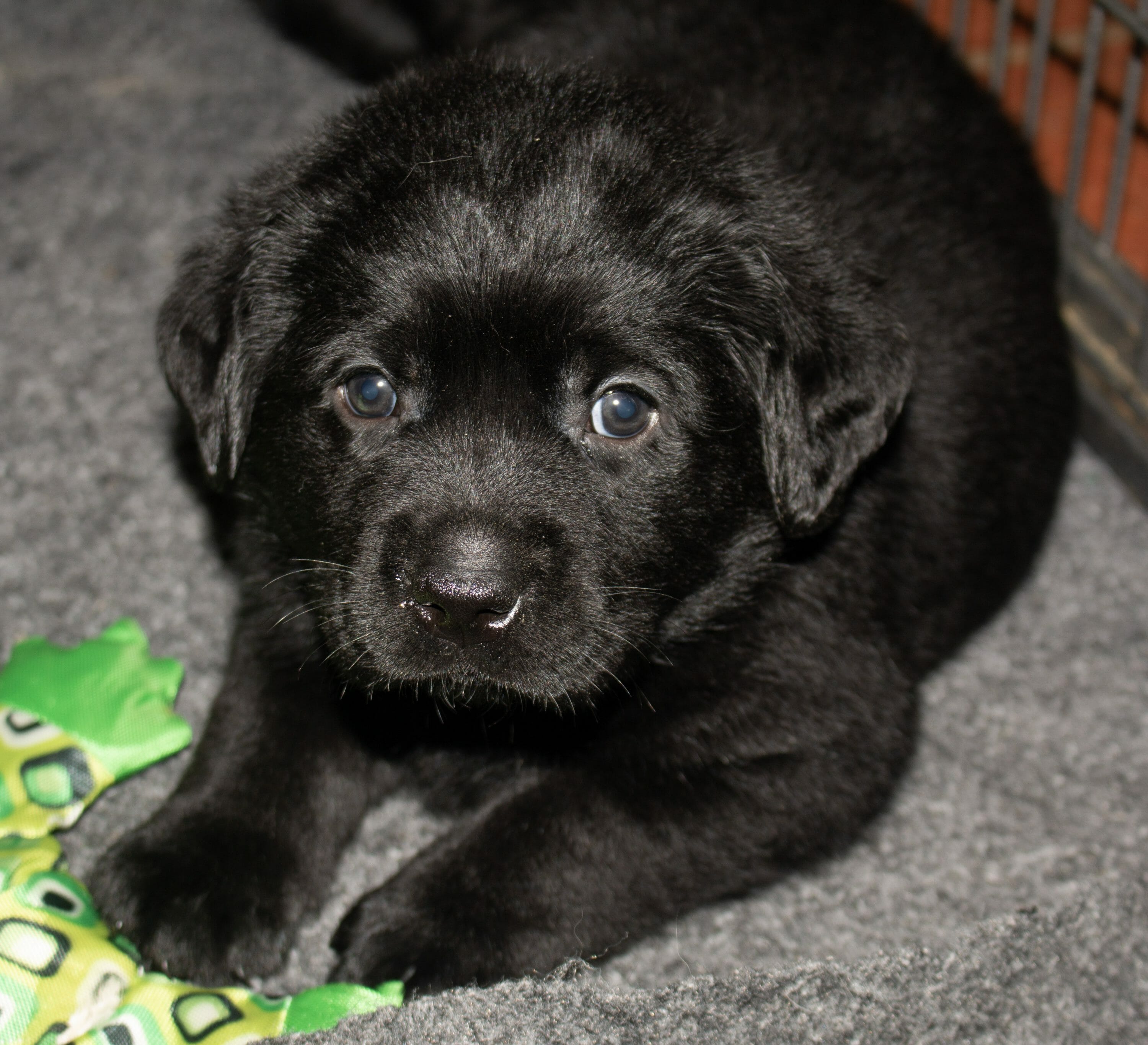 black lab puppy laying down