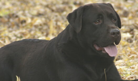 chocolate Labrador Retriever laying in fall leaves