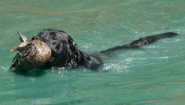 black labrador swimming with a duck in his mouth