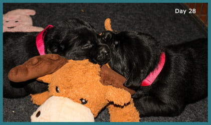 two black puppies using a toy as a pillow