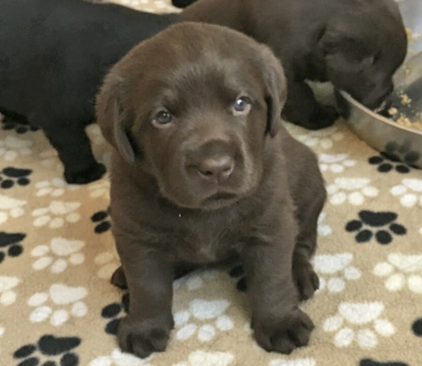 chocolate Labrador puppy