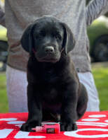 black Labrador pippy sitting