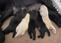 black & yellow Labrador puppies nursing