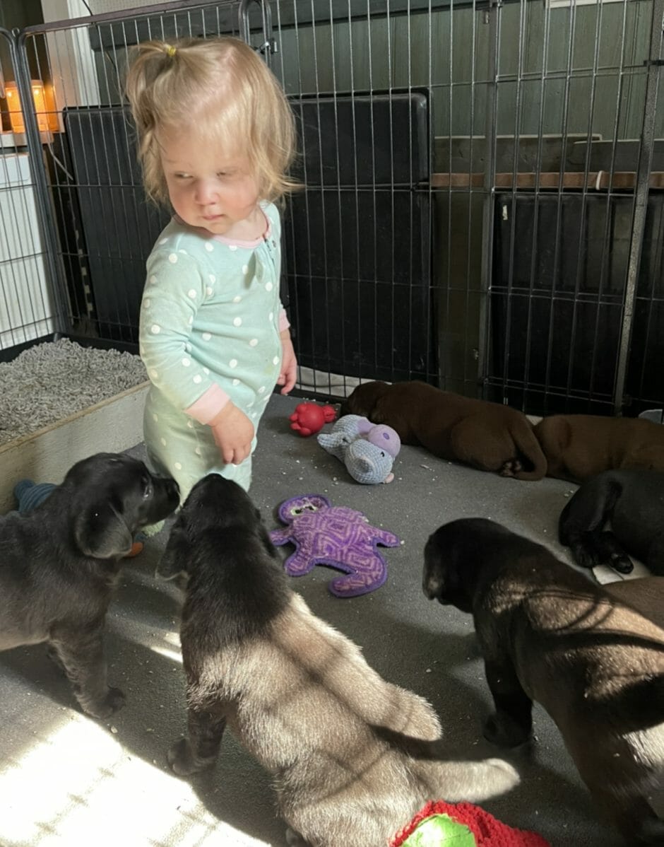 little girl with black & chocolate Labrador puppies