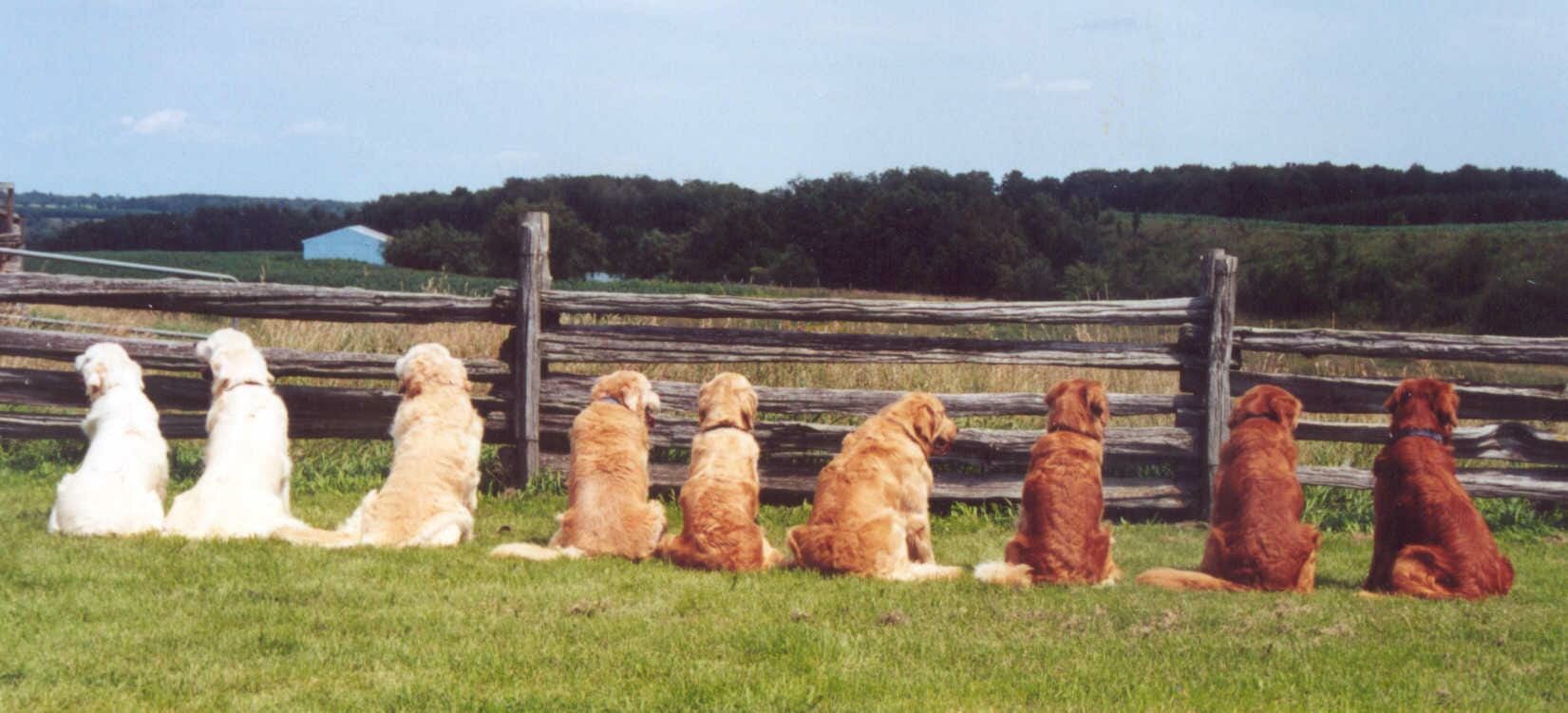 spectrum of Golden Retriever colors