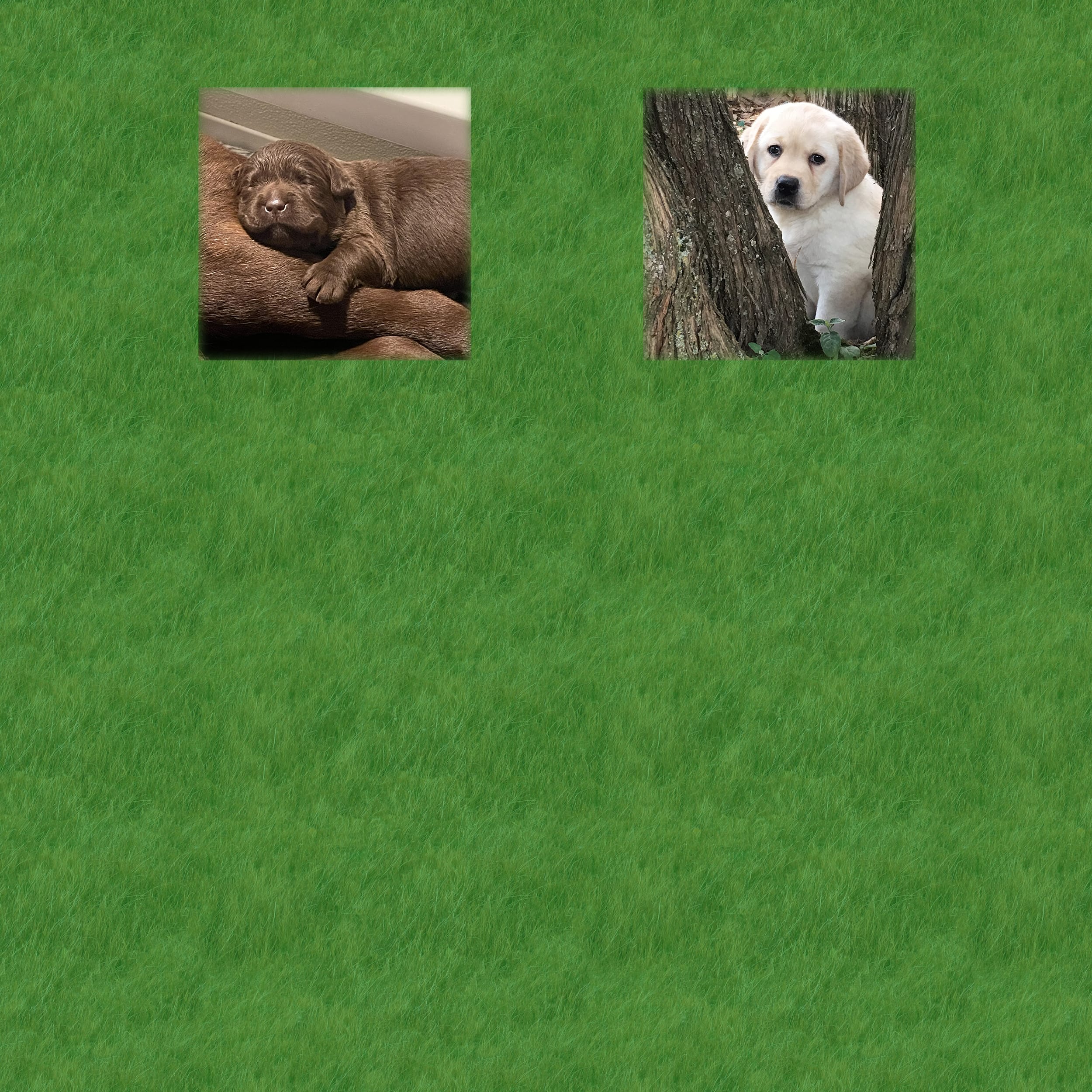 chocolate Labrador puppy sleeping on a chocolate Lab's leg yellow Labrador puppy sitting by a tree