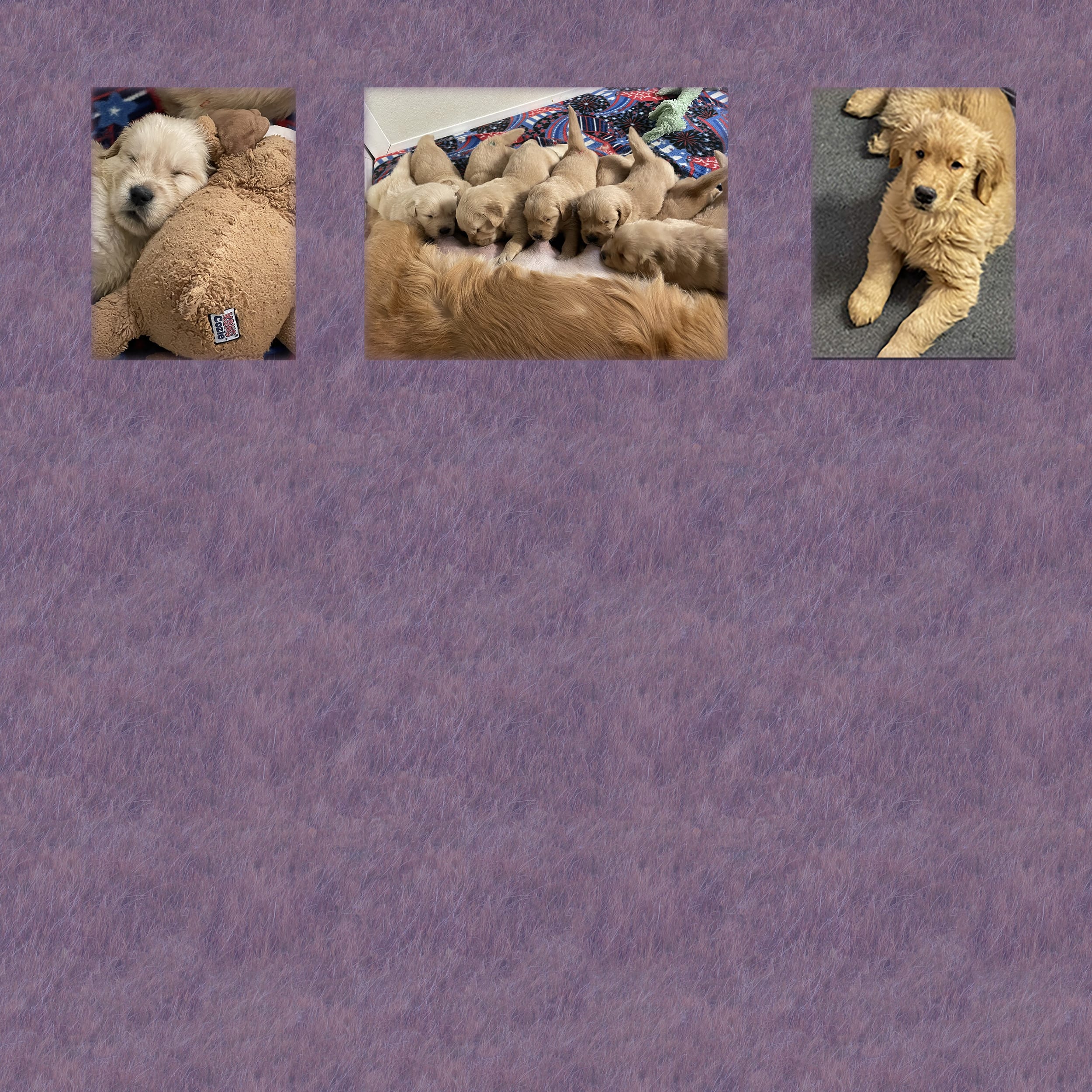 background is green grass with 3 golden retriever puppy pictures a golden with a stuffed Kong toy a litter of Goldens nursing on mom a Golden laying down on a gray blanket