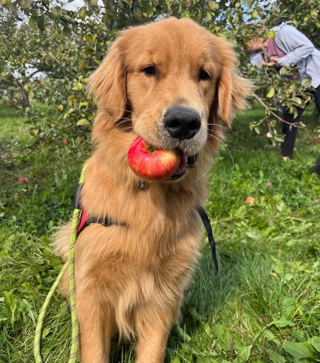 Golden Retriever sitting in an apple orchard with an apple in his mouth with an apple tree and grass around him