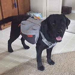 black Labrador service dog wearing a carrying vest