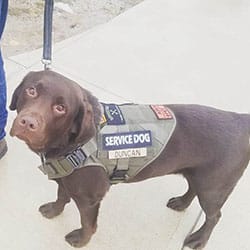chocolate Labrador in his service dog vest