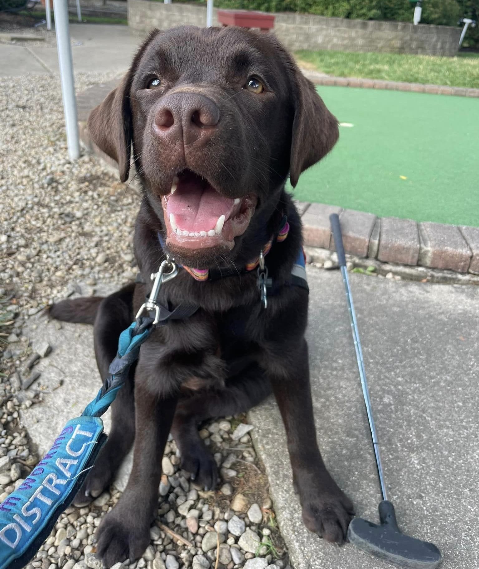 chocolate Labrador sitting on the concrete wearing her in training blue leash at a putt putt facility