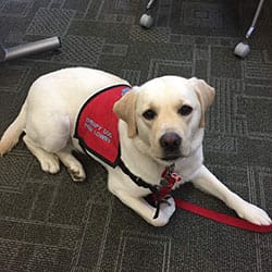 yellow Labrador wearing her red therapy vest laying down on gray carpet tiles