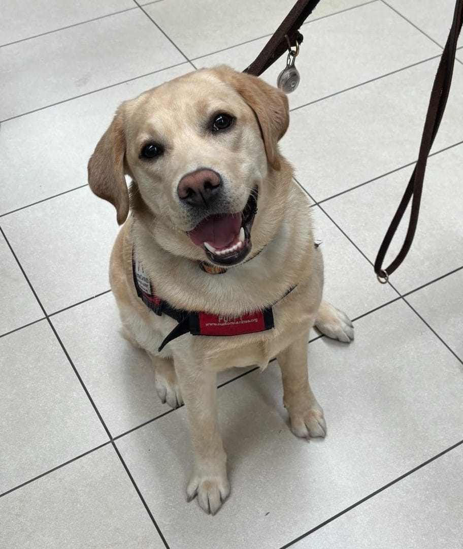 Yellow Labrador in training to be a service dog sitting a tile floor in her red vest on a leash