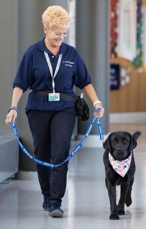 Lady in blue walking her black Labrador therapy dog on a leash through a hospital
