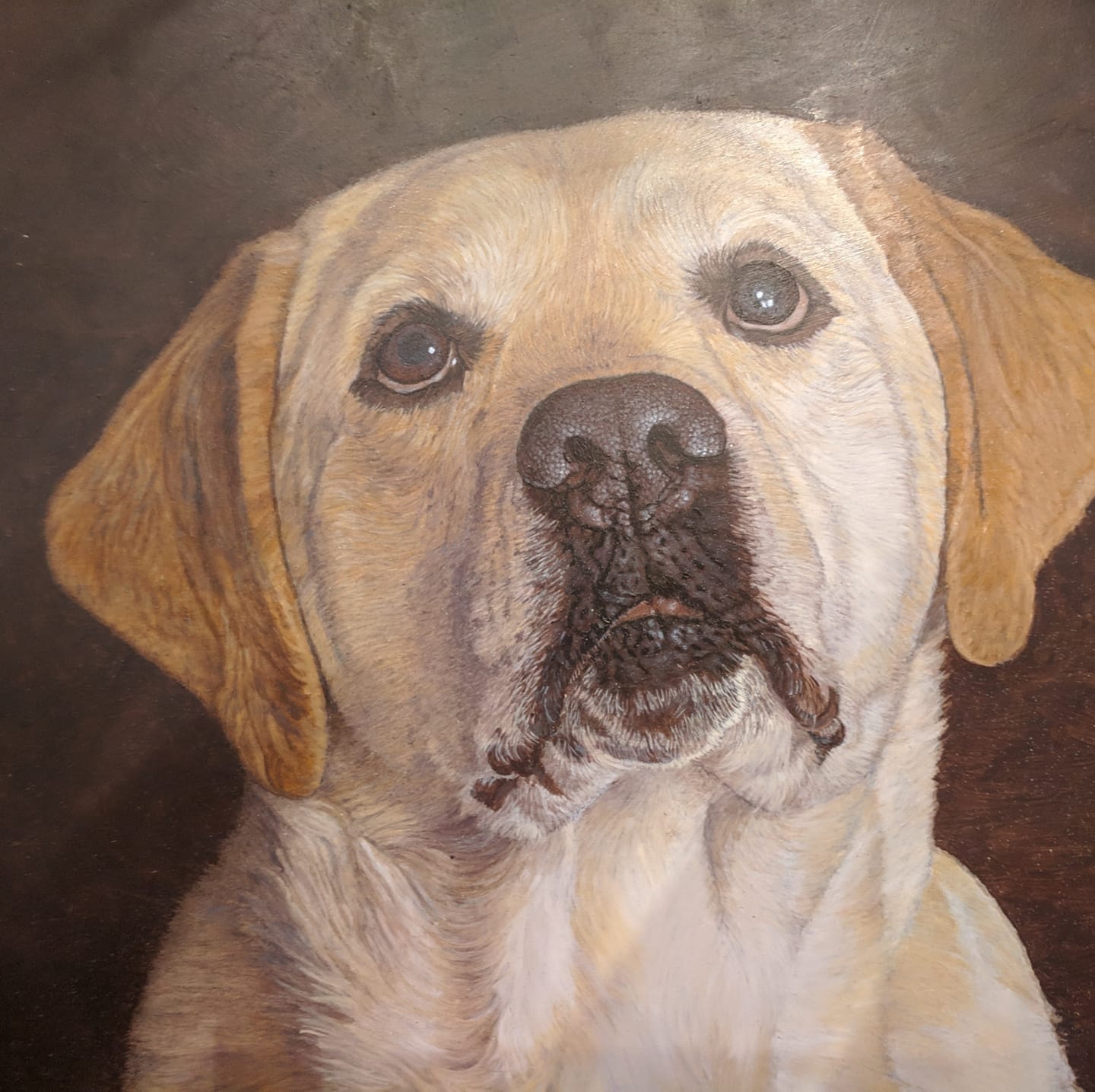 oil painting of a yellow Labrador head study