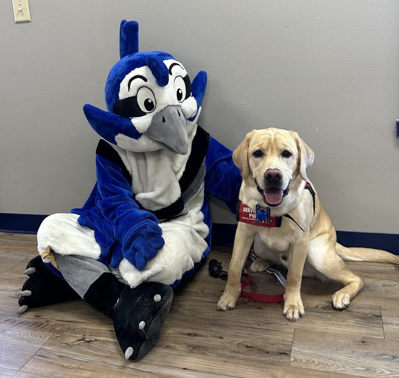 yellow Labrador puppy in service dog training with a team mascot sitting on a tile floor