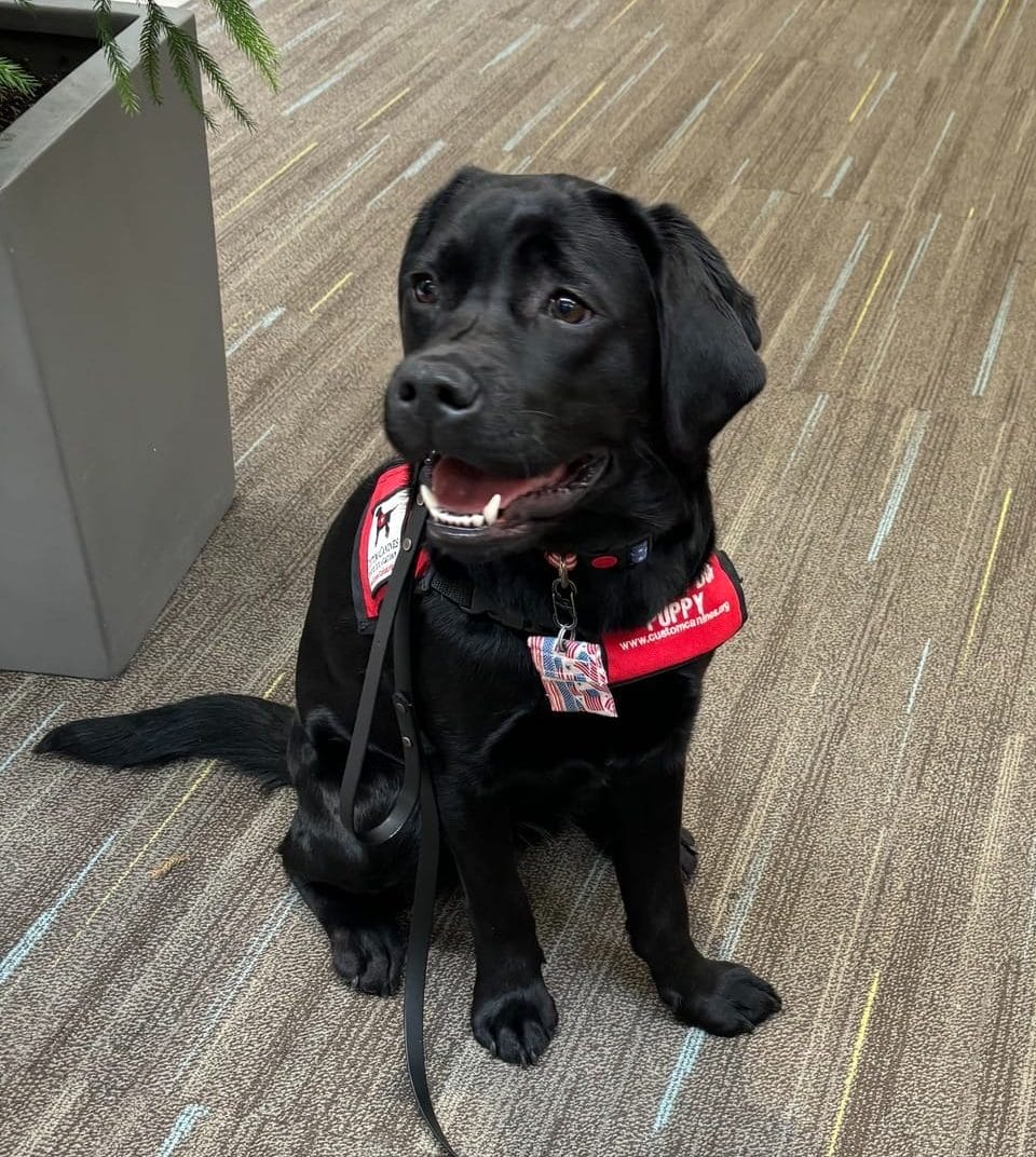 Black Labrador in service dog training sitting in an office wearing her red vest
