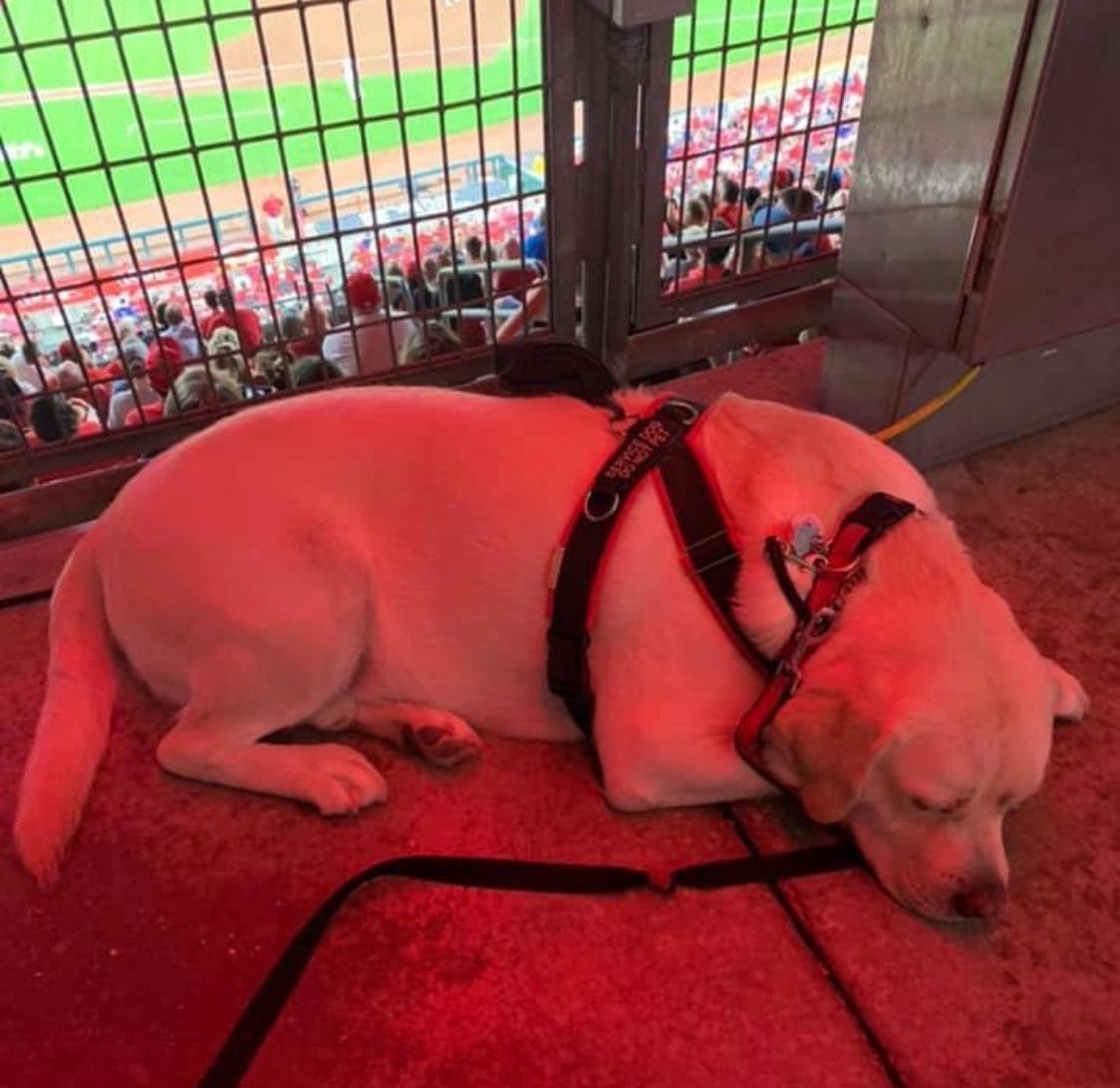yekkiw Labrador service dog in a harness laying down in front of fencing at a baseball game