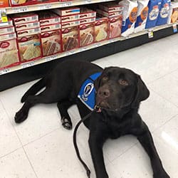 chocolate service dog laying down on a tile floor in a grocery store