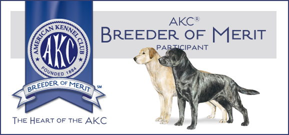 AKC Breeder of Merit Participant with AKC logo The Heart of the AKC with a black labrador & yellow Labrador on a white background