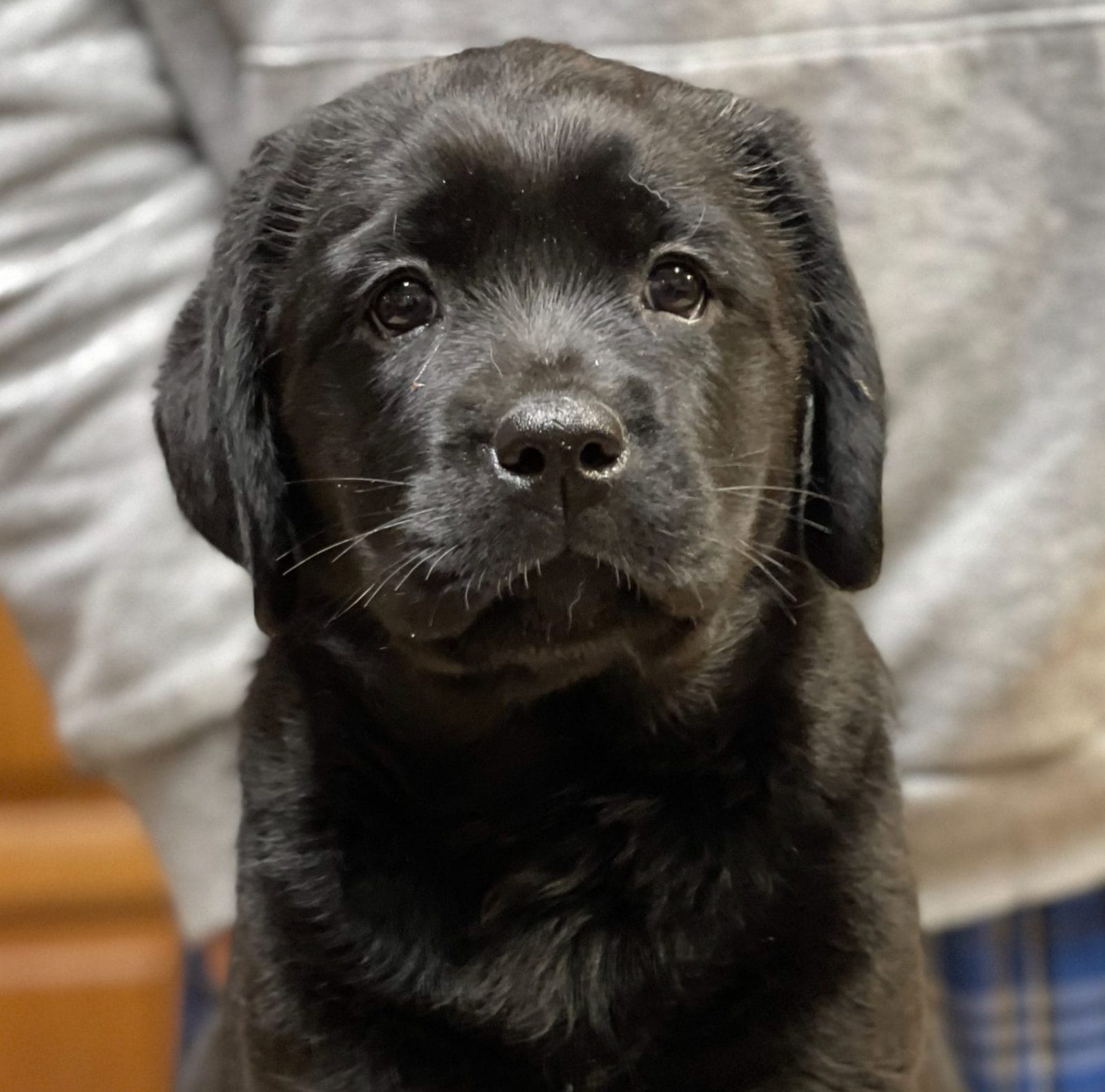 Photo of Chaos, a Black Labrador Retriever.