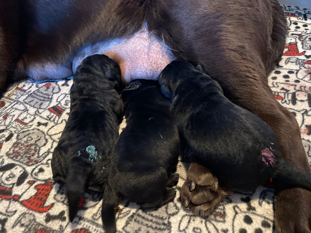 3 black Labrador puppies nursing