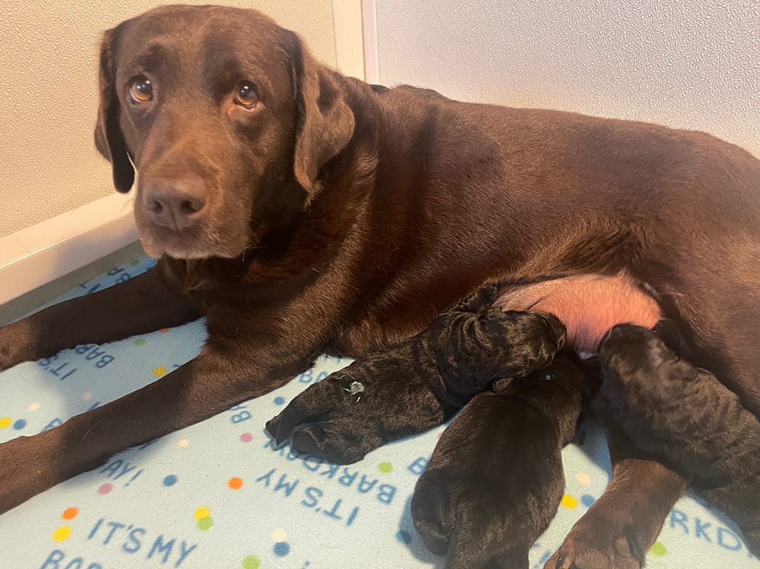 3 black Labrador puppies nursing on a chocolate Labrador laying on decorative fleece in a white whelping box