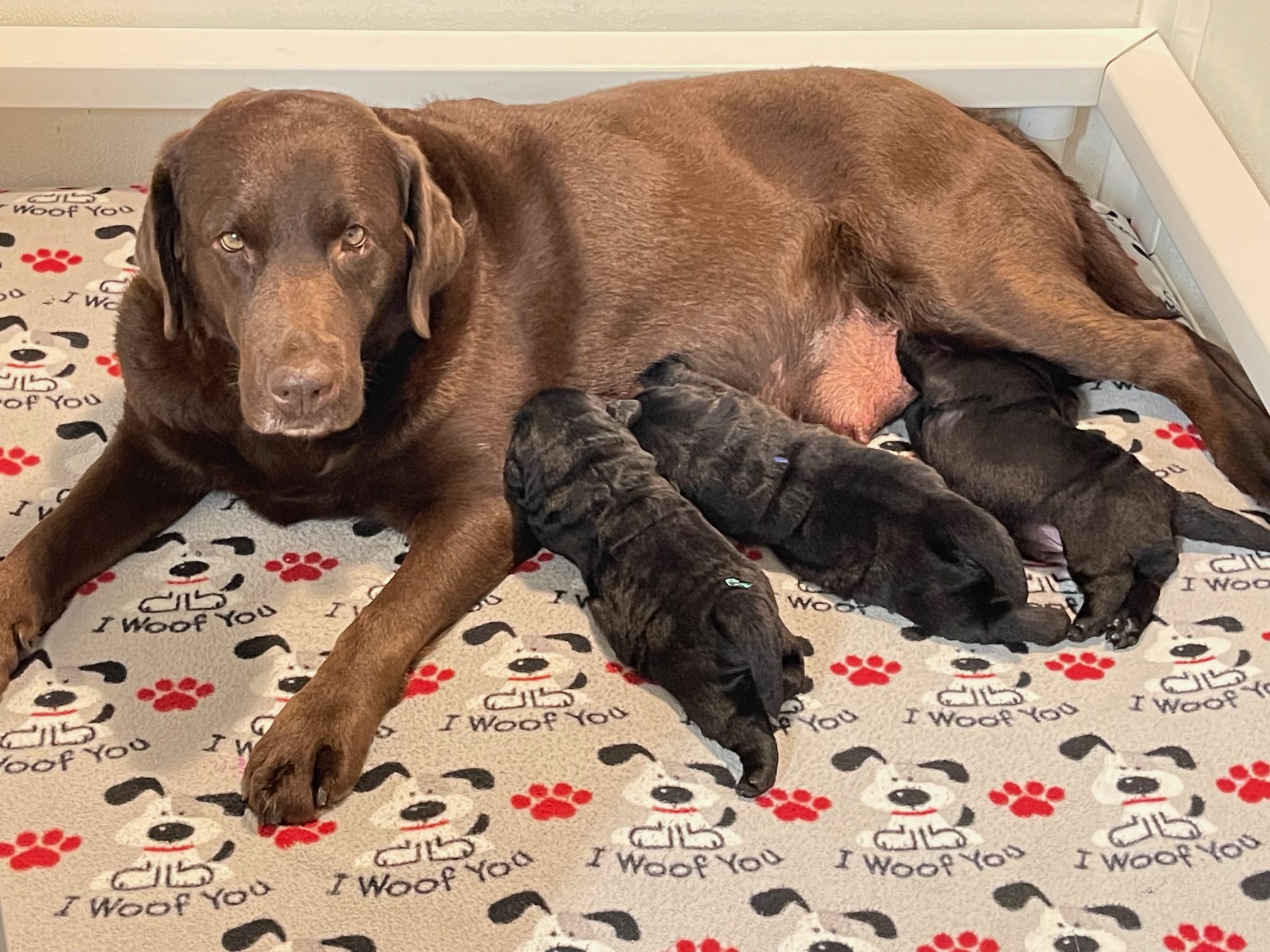 3 black Labrador puppies nursing on their chocolate Labrador dam while she is laying in a white whelping box on colorful fleece
