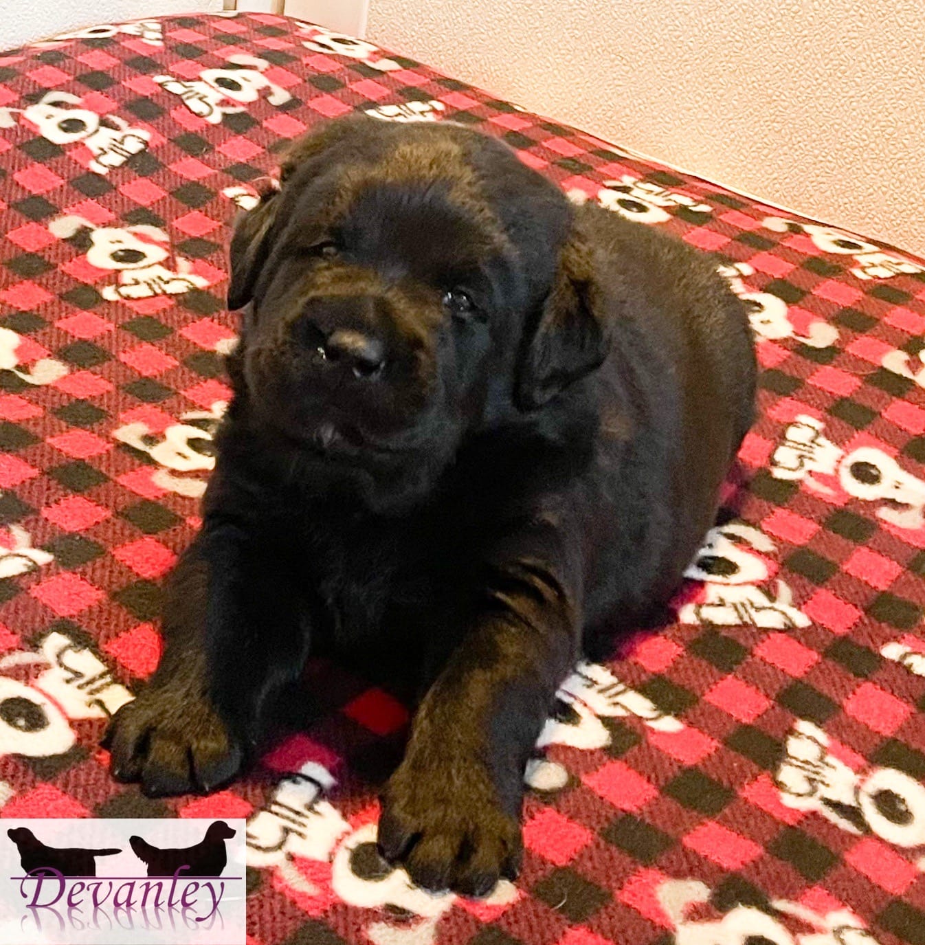 black Labrador puppy sitting on colorful fleece