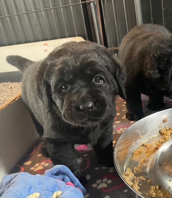 black Labrador puppy sitting with a metal food dish and another black Labrador puppy by her